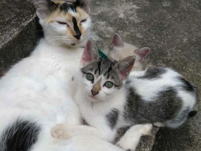 Gato ra a  idade 2 a 6 meses nome Sem nome
