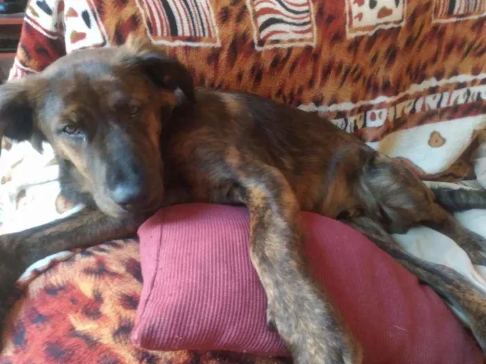 Cachorro ra a Fila Brasileiro não legítimo idade 7 a 11 meses nome Astolfo