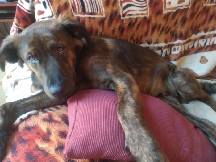 Cachorro ra a Fila Brasileiro não legítimo idade 7 a 11 meses nome Astolfo