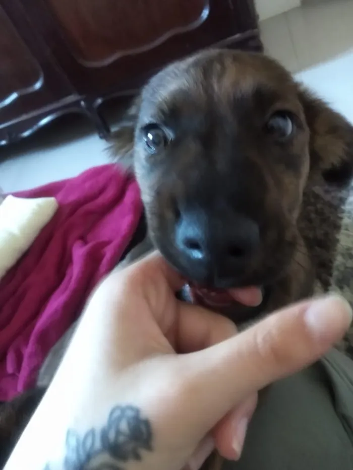 Cachorro ra a Fila Brasileiro não legítimo idade 7 a 11 meses nome Astolfo