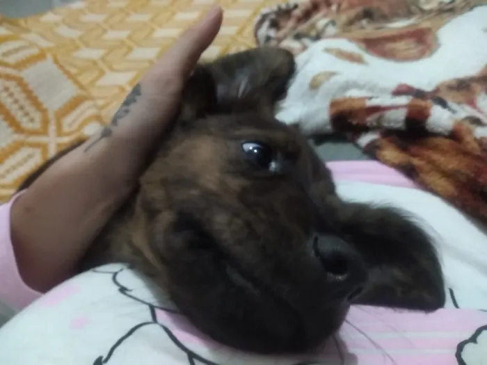 Cachorro ra a Fila Brasileiro não legítimo idade 7 a 11 meses nome Astolfo