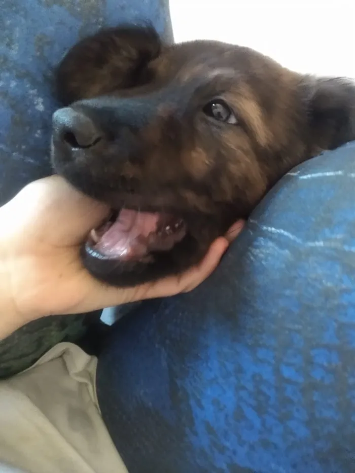Cachorro ra a Fila Brasileiro não legítimo idade 7 a 11 meses nome Astolfo