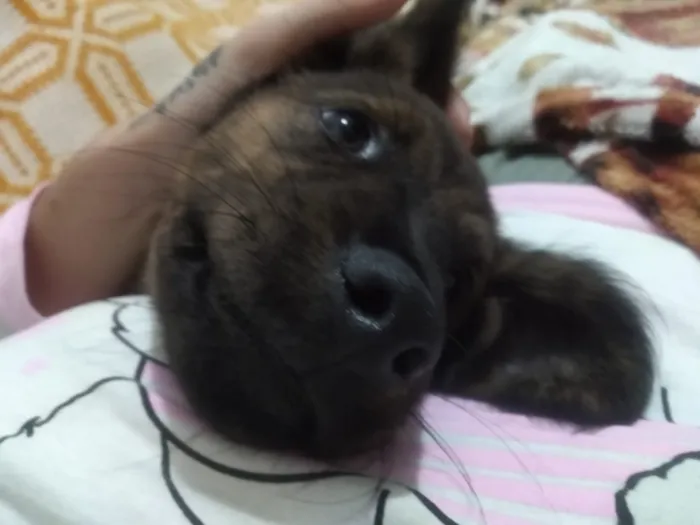 Cachorro ra a Fila Brasileiro não legítimo idade 7 a 11 meses nome Astolfo