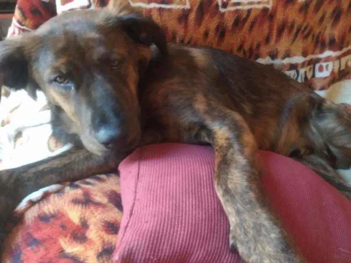 Cachorro ra a Fila Brasileiro não legítimo idade 7 a 11 meses nome Astolfo