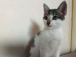 Gato raça  idade 2 a 6 meses nome Sem nome