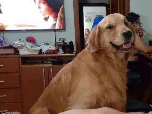 Cachorro ra a Golden Retriever idade 5 anos nome Zakk