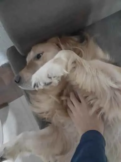 Cachorro ra a Golden Retriever idade 5 anos nome Zakk