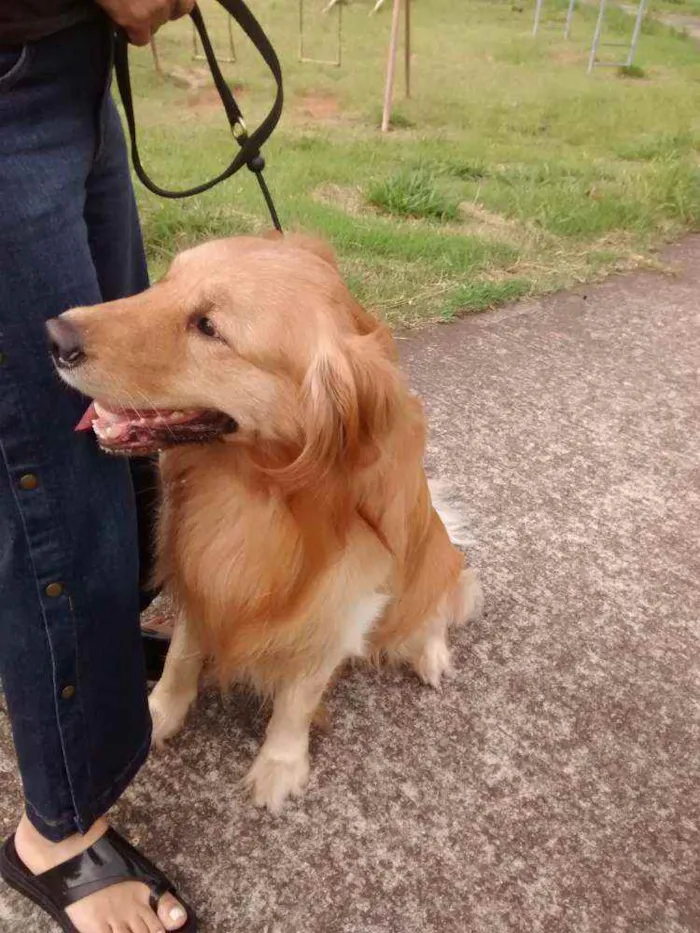 Cachorro ra a Golden Retriever idade 5 anos nome Zakk