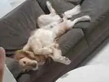 Cachorro ra a Golden Retriever idade 5 anos nome Zakk