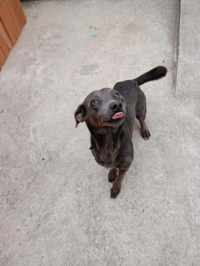 Cachorro ra a Vira lata idade 1 ano nome Zion