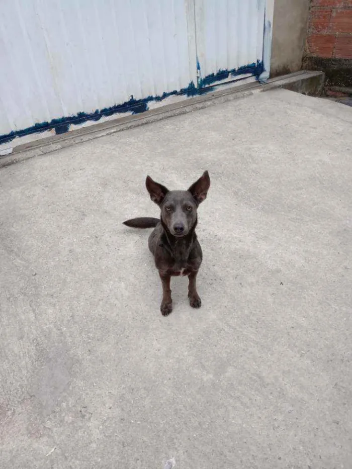 Cachorro ra a Vira lata idade 1 ano nome Zion