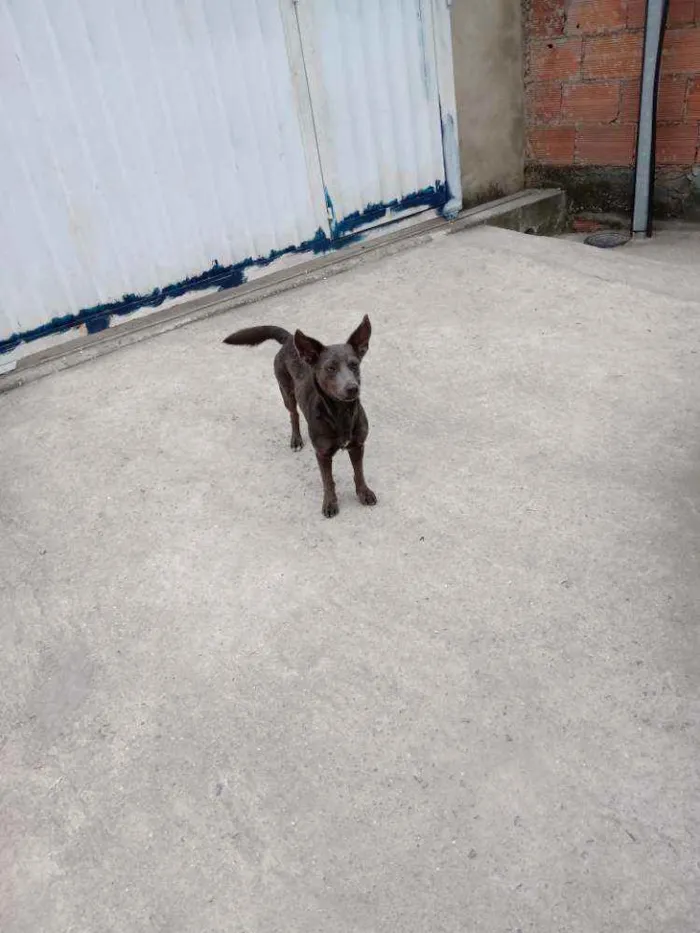 Cachorro ra a Vira lata idade 1 ano nome Zion