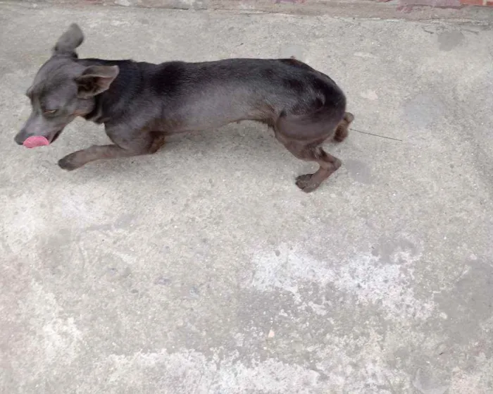 Cachorro ra a Vira lata idade 1 ano nome Zion