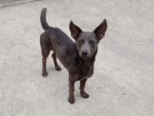 Cachorro ra a Vira lata idade 1 ano nome Zion