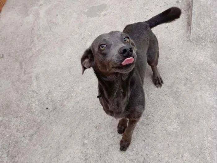 Cachorro ra a Vira lata idade 1 ano nome Zion