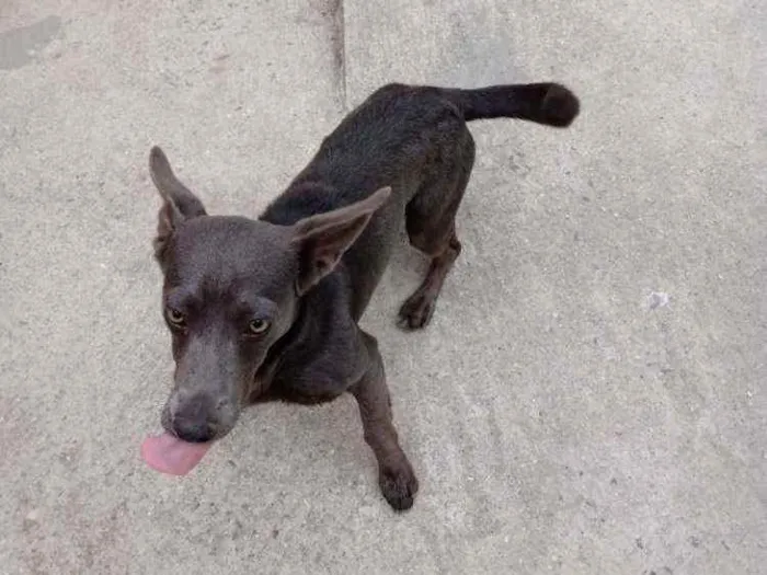 Cachorro ra a Vira lata idade 1 ano nome Zion