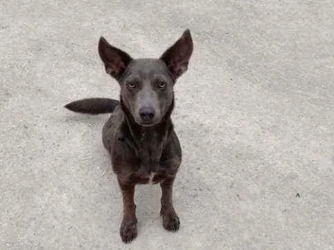 Cachorro ra a Vira lata idade 1 ano nome Zion