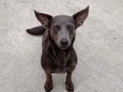 Cachorro ra a Vira lata idade 1 ano nome Zion