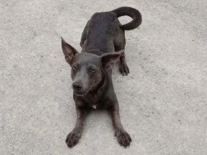 Cachorro ra a Vira lata idade 1 ano nome Zion