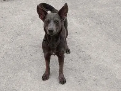 Cachorro ra a Vira lata idade 1 ano nome Zion