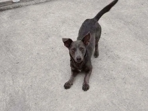 Cachorro ra a Vira lata idade 1 ano nome Zion