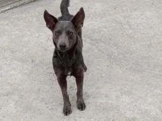 Cachorro ra a Vira lata idade 1 ano nome Zion