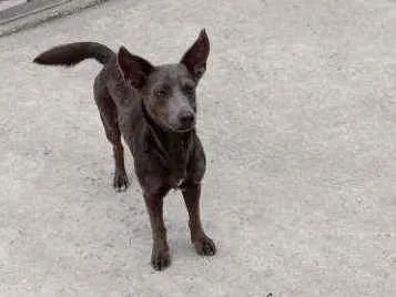 Cachorro ra a Vira lata idade 1 ano nome Zion