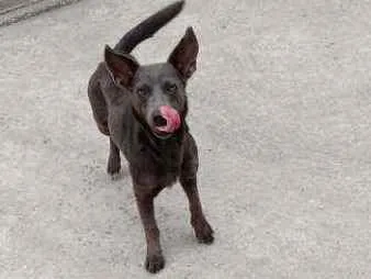 Cachorro ra a Vira lata idade 1 ano nome Zion