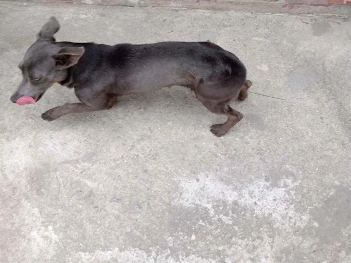 Cachorro ra a Vira lata idade 1 ano nome Zion