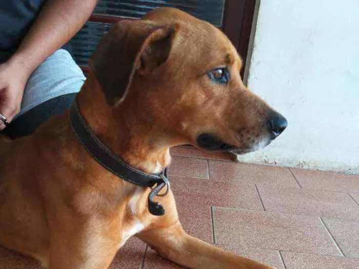 Cachorro ra a Labrador com vira-lata idade 3 anos nome Hatchi