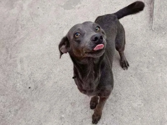 Cachorro ra a Vira lata idade 1 ano nome Zion