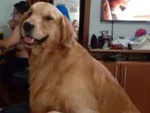 Cachorro raça Golden Retriever idade 5 anos nome Zakk