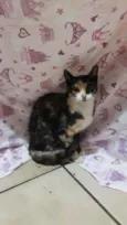 Pétala 