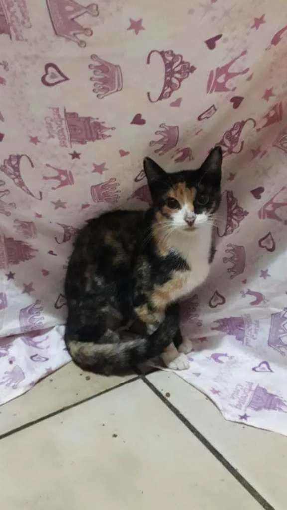 Gato ra a SRD idade 1 ano nome Pétala 