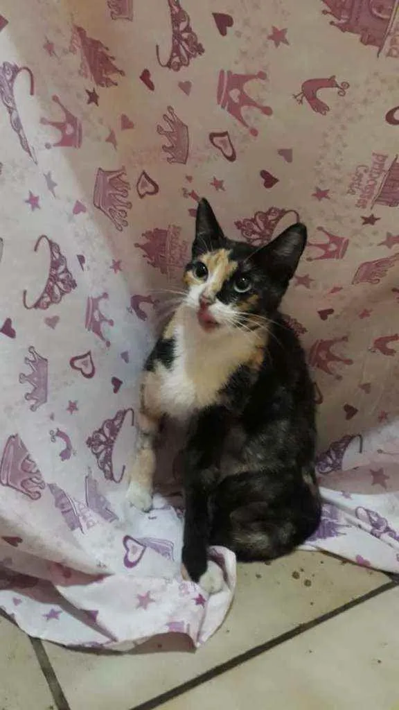 Gato ra a SRD idade 1 ano nome Pétala 