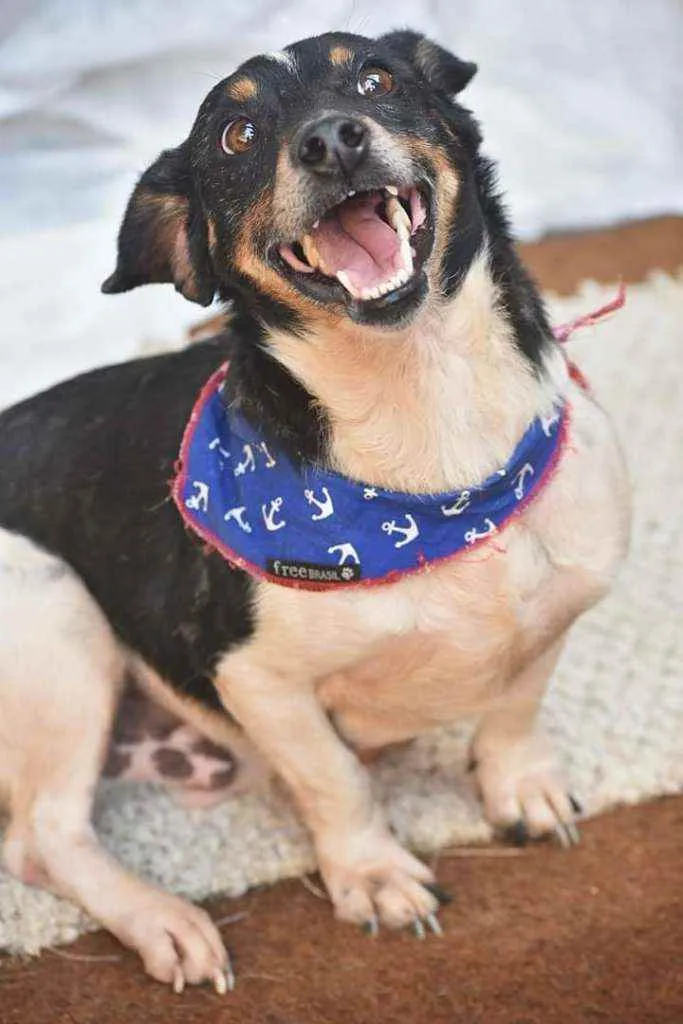 Cachorro ra a SRD idade 3 anos nome Vini