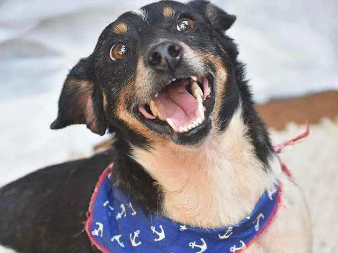Cachorro ra a SRD idade 3 anos nome Vini