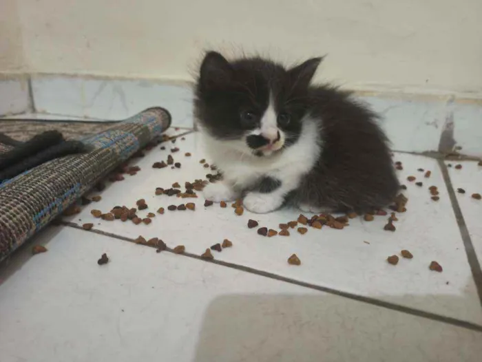 Gato raça Mistura idade Abaixo de 2 meses nome Sem nome