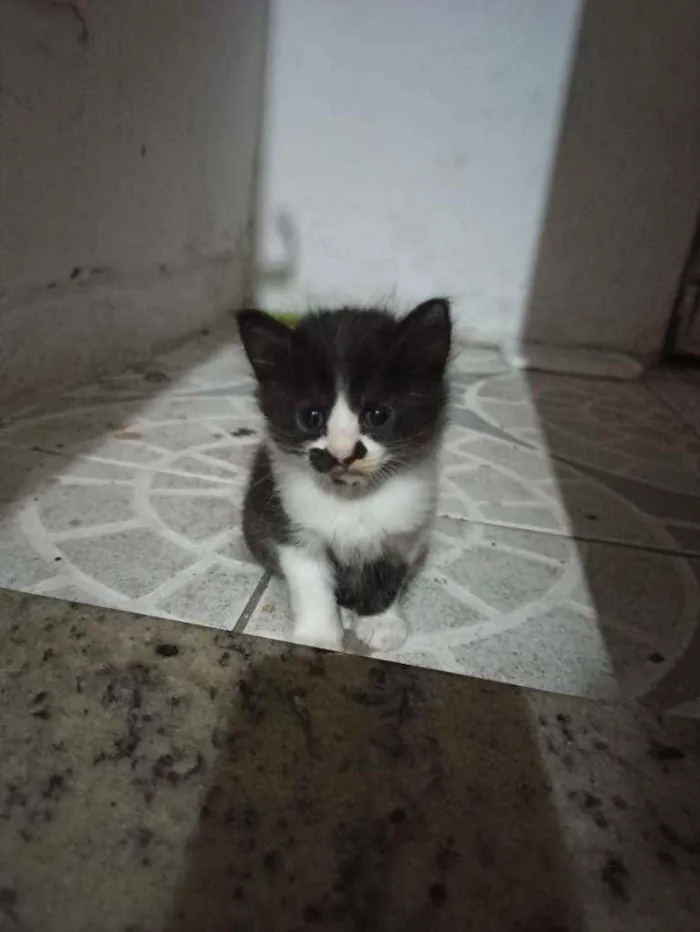 Gato raça Mistura idade Abaixo de 2 meses nome Sem nome