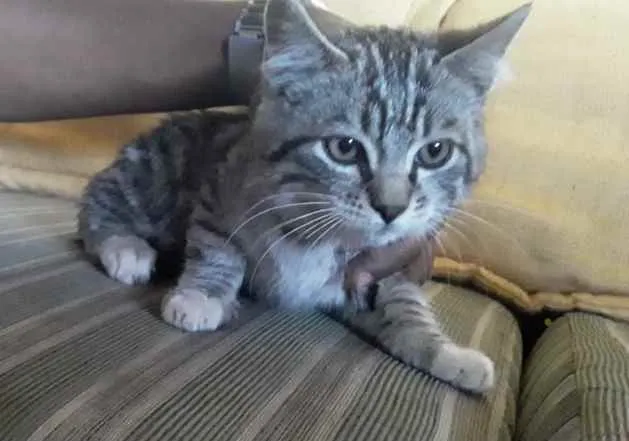 Gato ra a SRD idade 2 a 6 meses nome Toni 