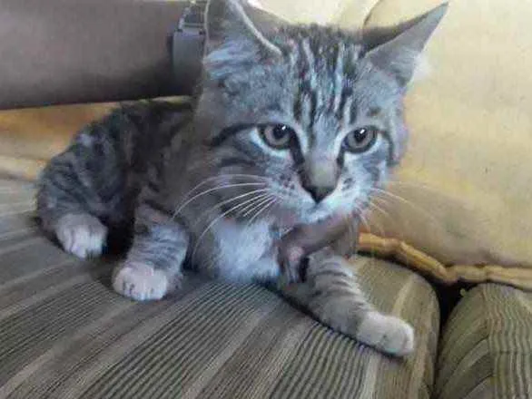 Gato ra a SRD idade 2 a 6 meses nome Toni 