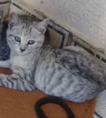 Gato ra a SRD idade 2 a 6 meses nome Juju 