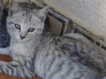 Gato ra a SRD idade 2 a 6 meses nome Juju 
