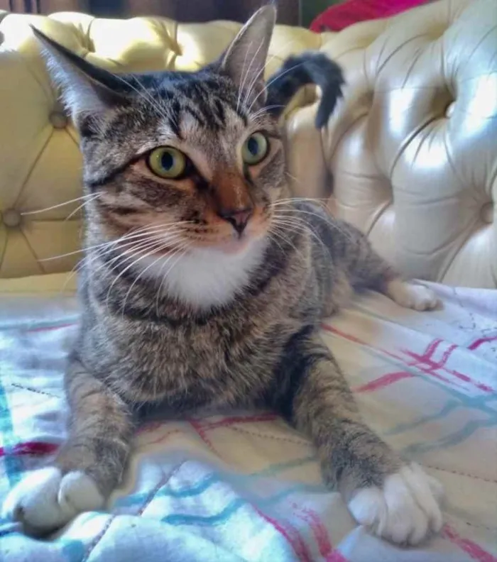 Gato ra a SRD idade 2 a 6 meses nome Emanuel 