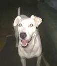 Pipoca
