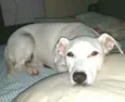 Pipoca