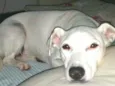 Pipoca