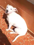 Pipoca