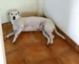 Pipoca