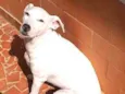 Pipoca